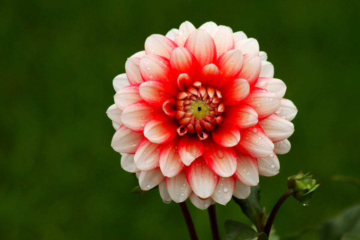 Утренний георгин - Юрий. Шмаков