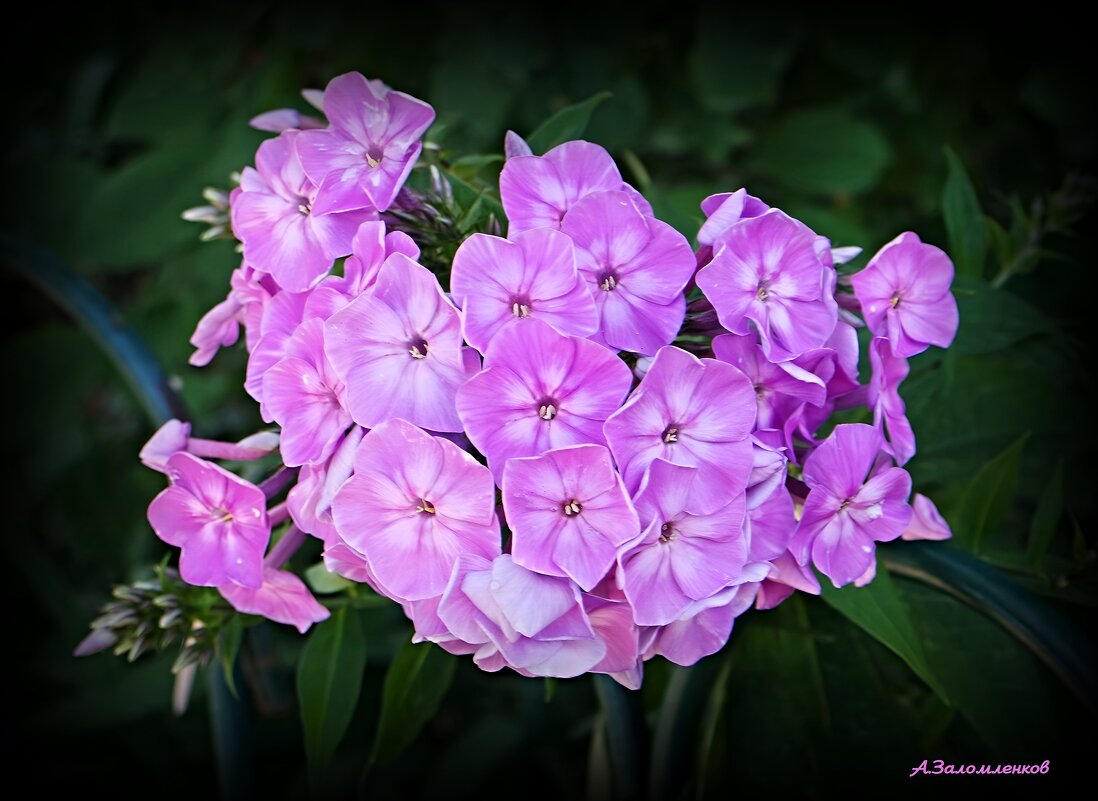 О палисадниках ушедшего лета... - Андрей Заломленков