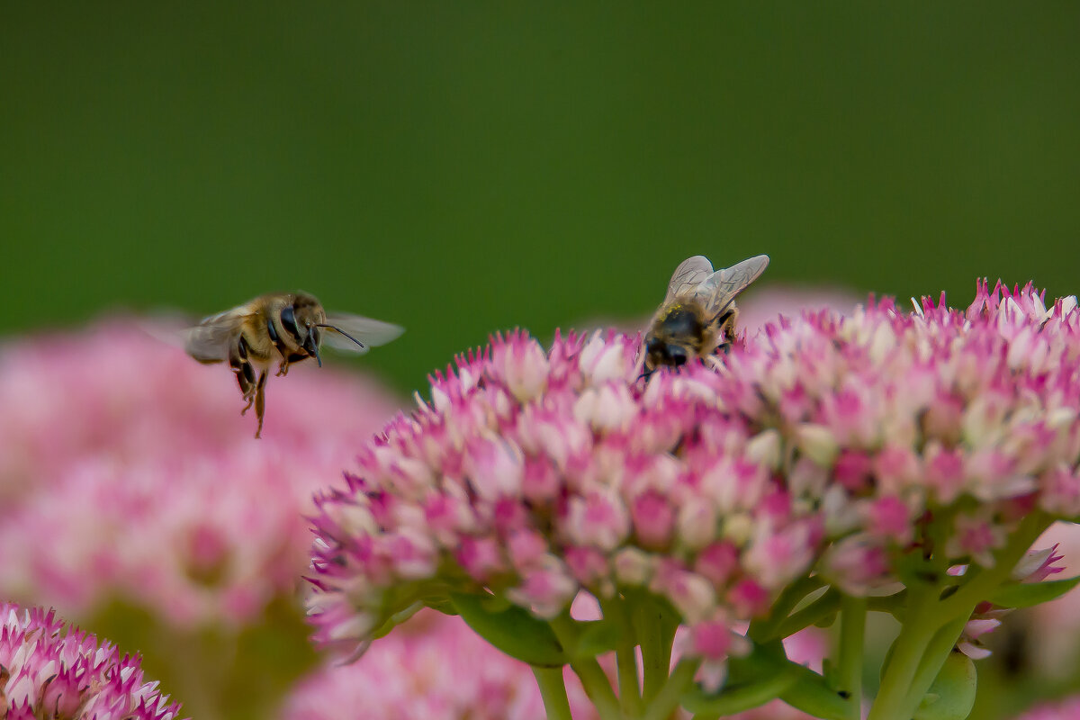 Последние теплые деньки.... - Sergey (Apg)
