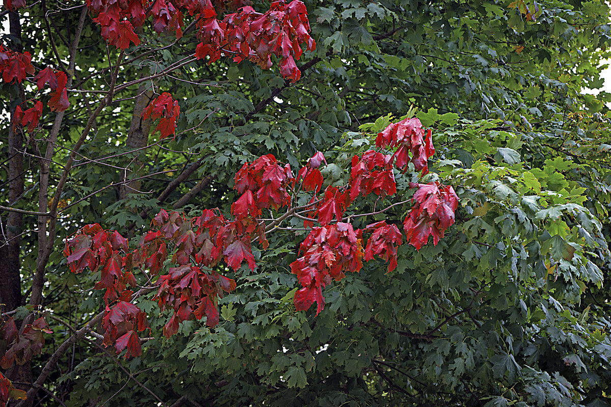 И такое бывает - Владимир Кроливец