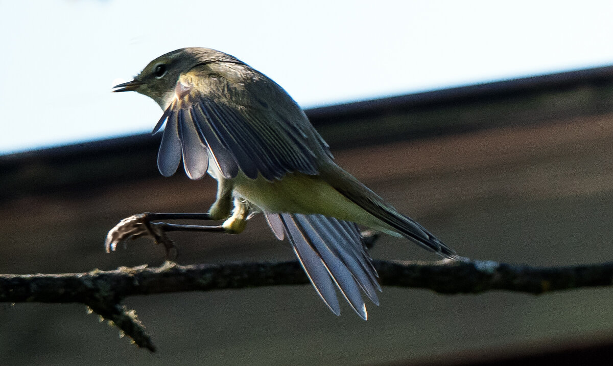 Пеночка. - Владимир Безбородов