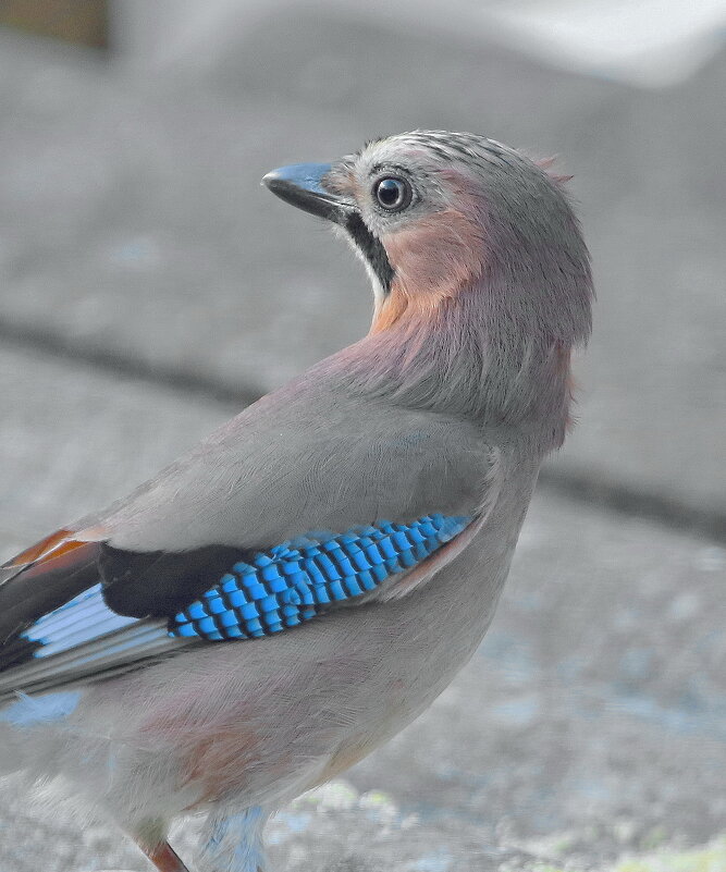 про сойку осторожную - Andrey Bragin 