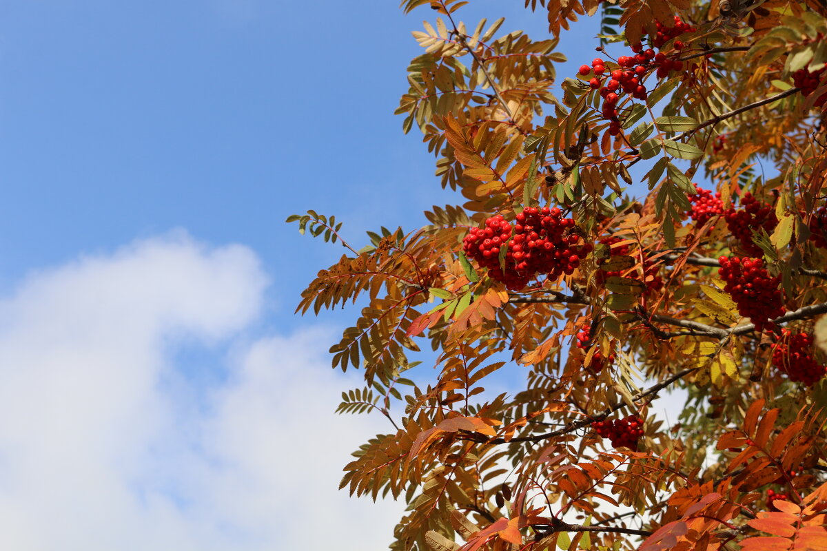 Костёр рябины красной... - Ольга 
