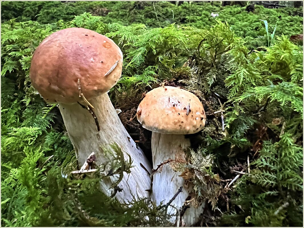 Белые. - Валерия Комова