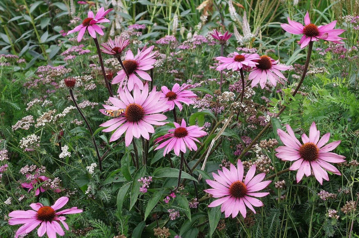 Эхинацея пурпурная - Рита Симонова