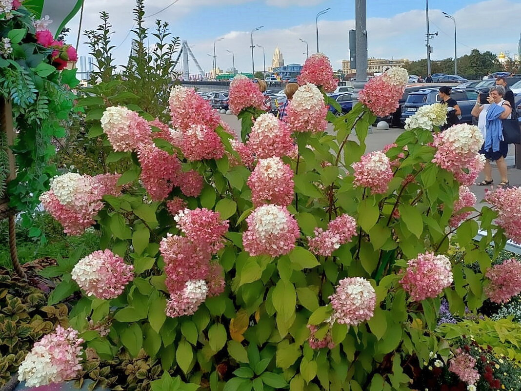 Прогулка по Москве. Гортензии. - Ольга Довженко