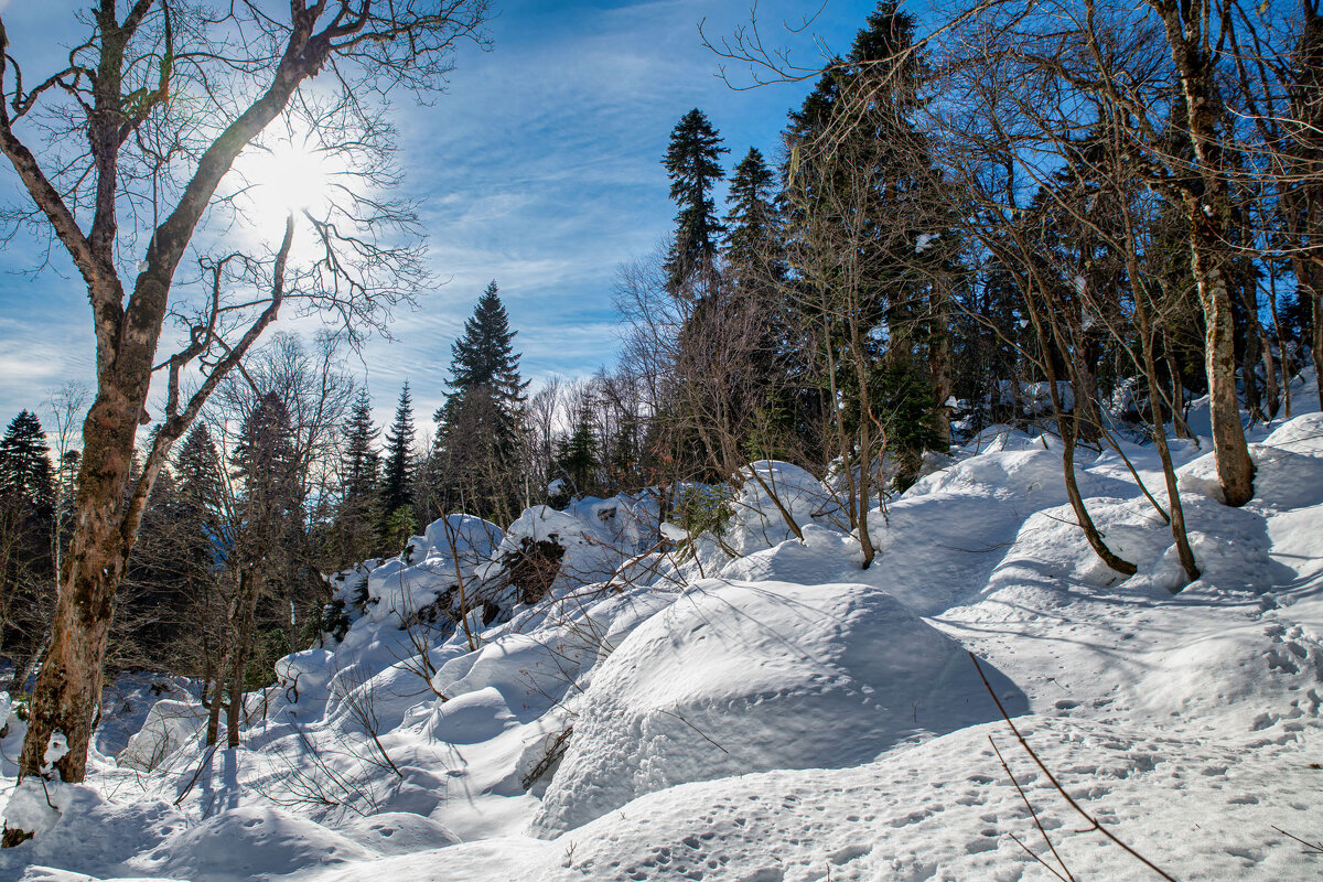 Зимний новогодний лес на Яворовой поляне в Адыгеи. - Дина Евсеева