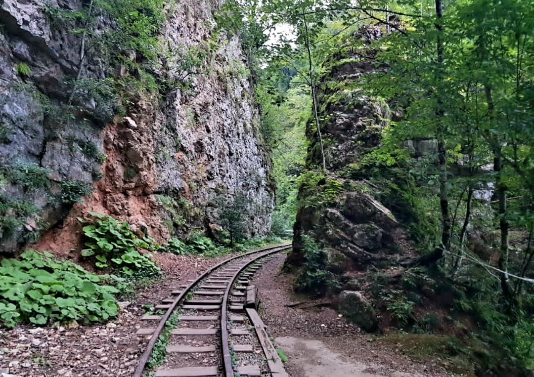 ГУАМСКОЕ УЩЕЛЬЕ - Tata Wolf