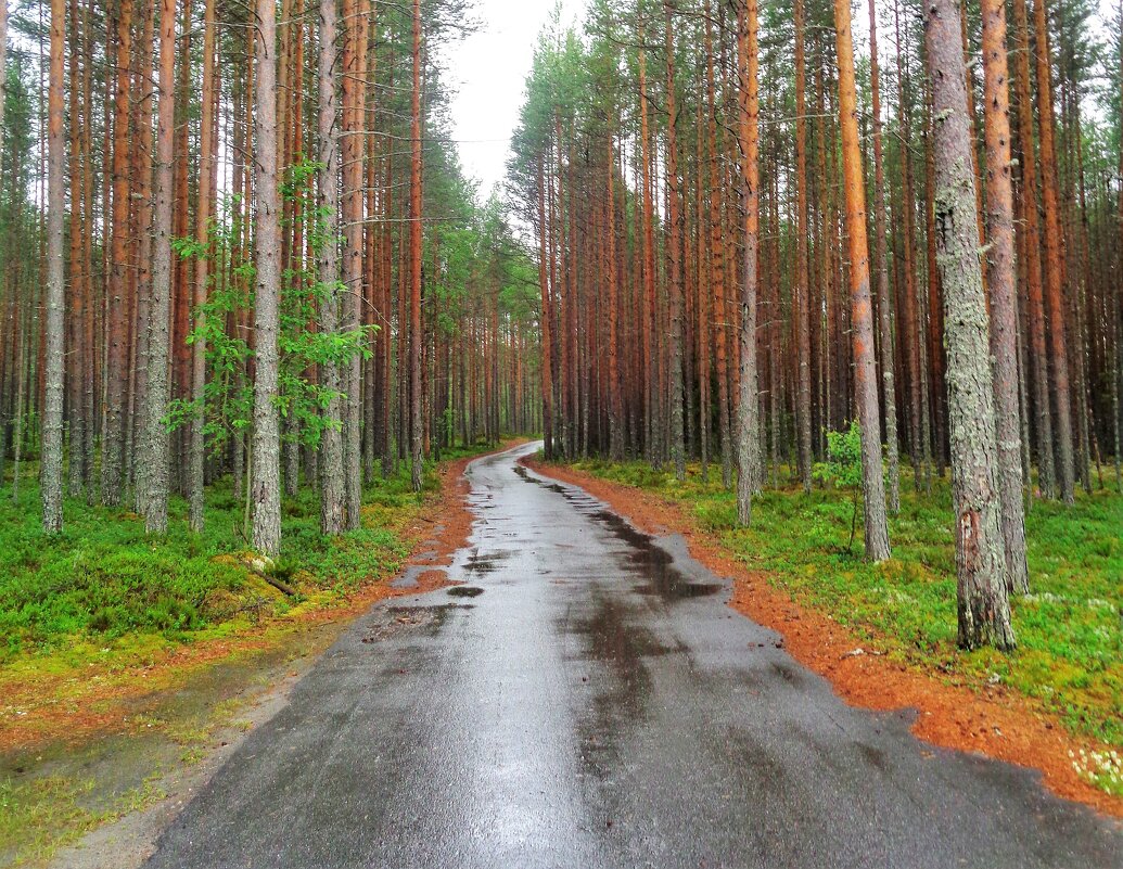 Сосны - Наталья 