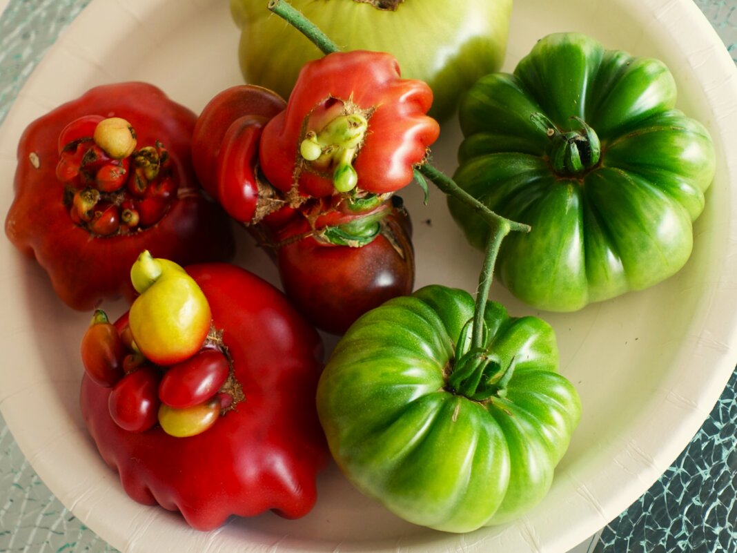 Один из экспонатов выставки"Перчики и помидоры" - Aida10 