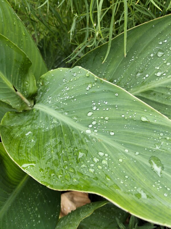 Капельки воды - Giant Tao /