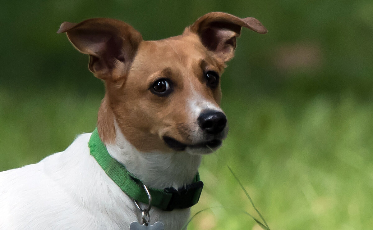 *** - Владимир Безбородов