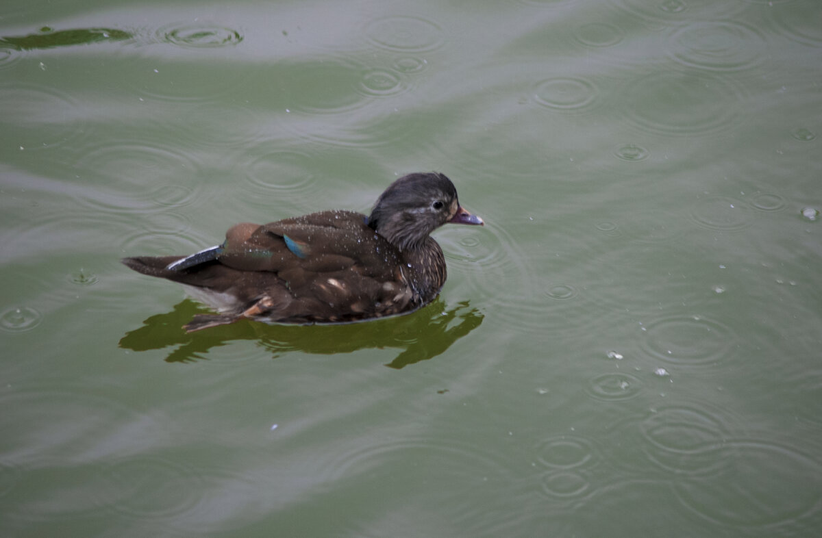 ГУСИ, ГУСИ га-га-га - Владимир Максимов
