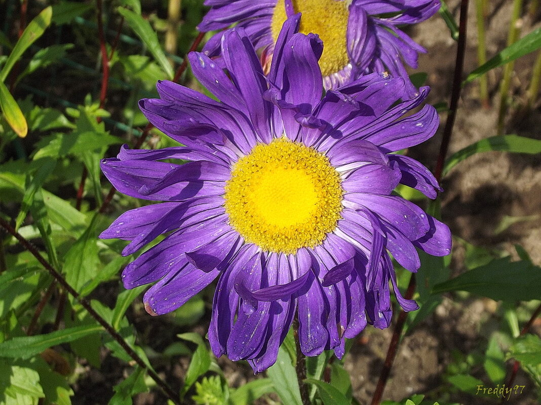 Астра - Freddy 97