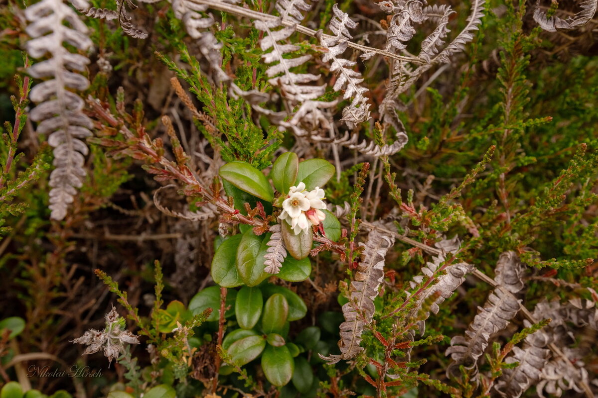 Цветок брусники в июне... - Николай Гирш Цветок брусники в июне... - Николай Гирш