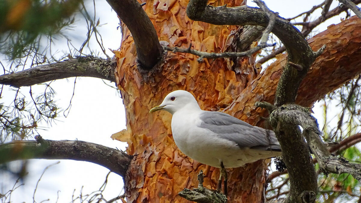 Чайка - анна корнишина 