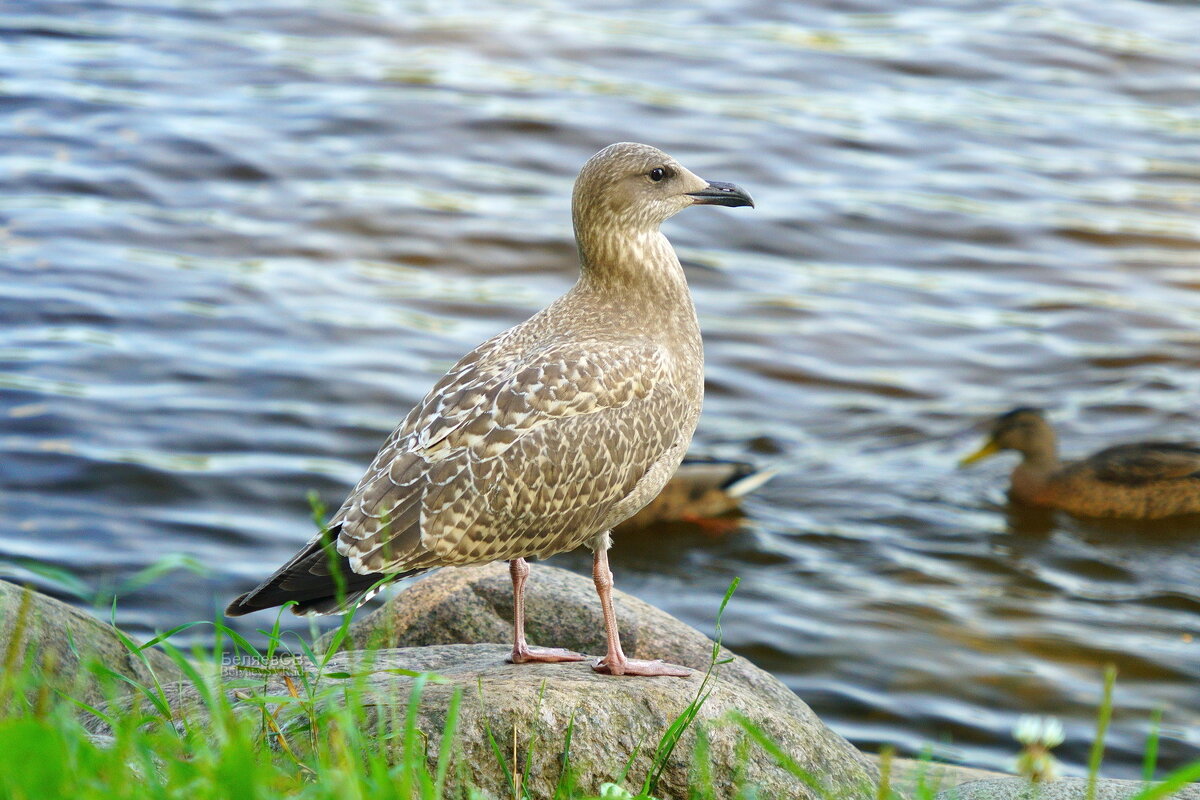 Чайка серебристая - Сергей Беляев