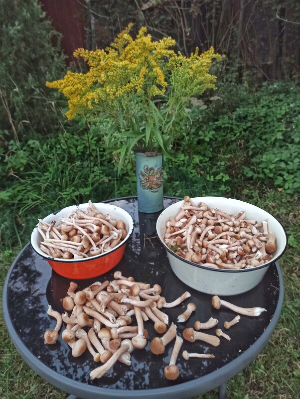 Привет, мирская суета! - veilins veilins