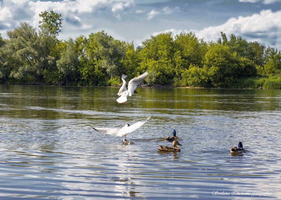 р. Нарев - Светлана Ищенко