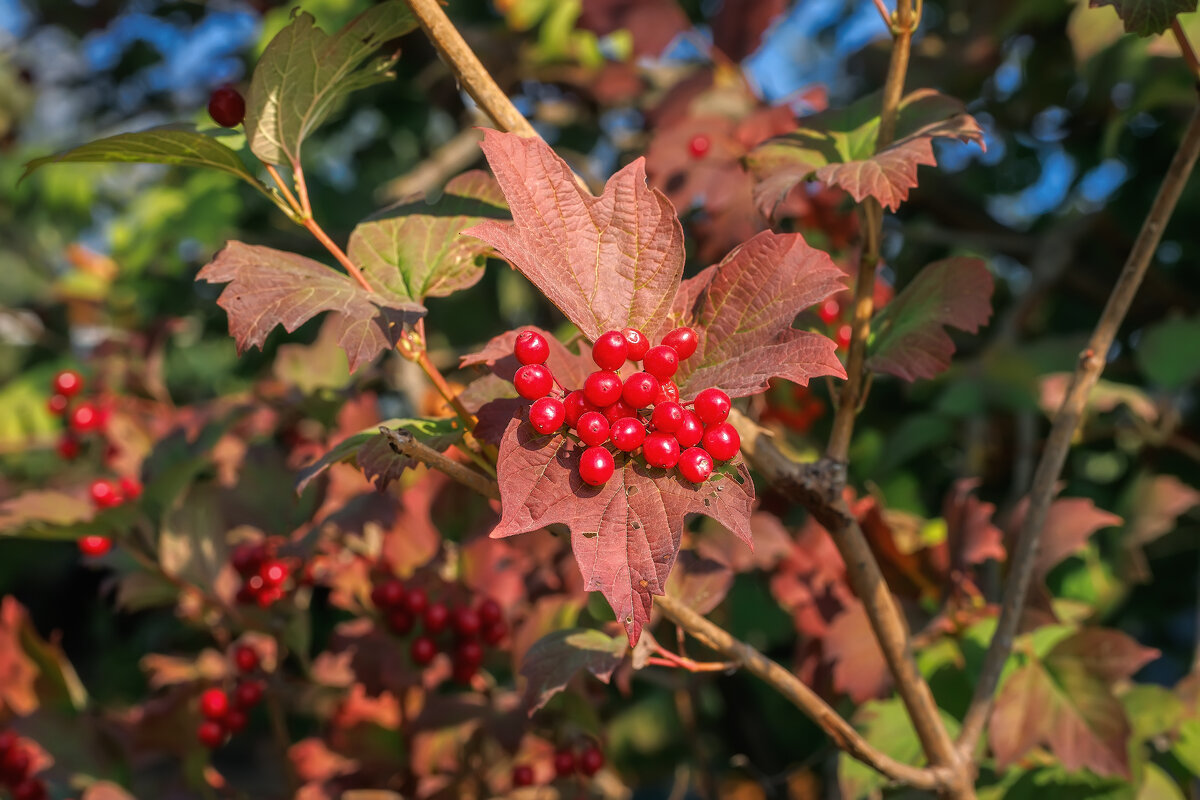 Осень - Владимир Колесников