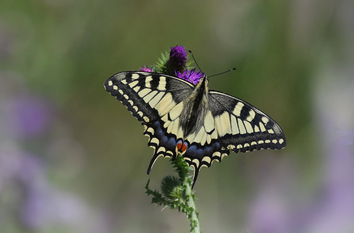 ... - Лилия . ... - Лилия .