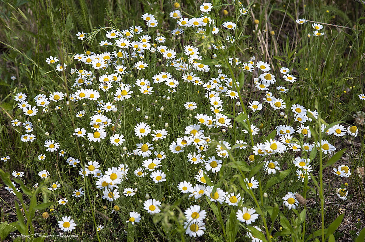 Красота - Светлана Ищенко