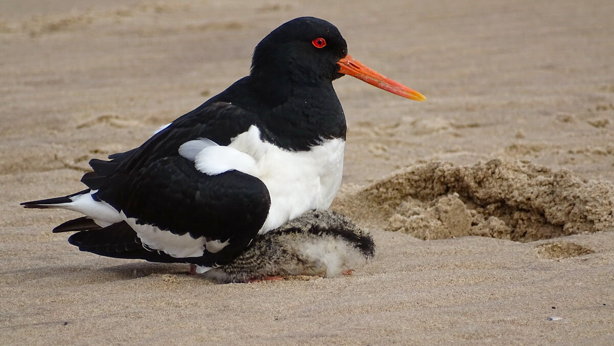Кулик-сорока - анна корнишина 