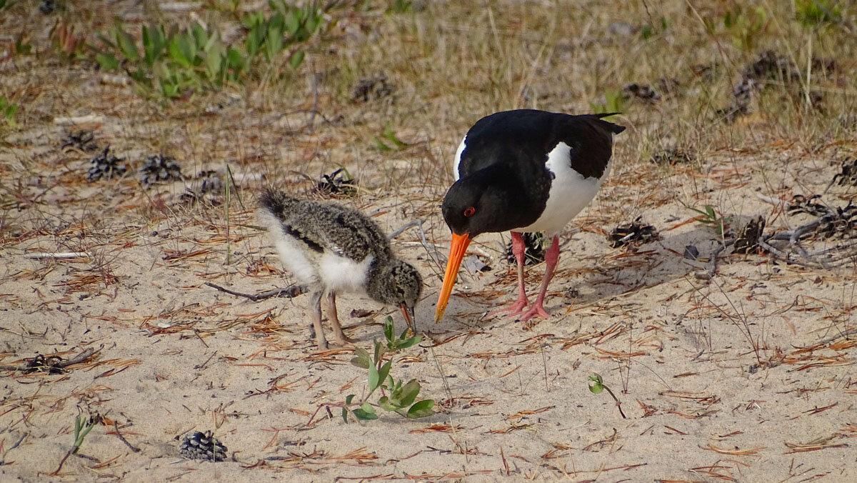 Кулик с малышом . - анна корнишина 