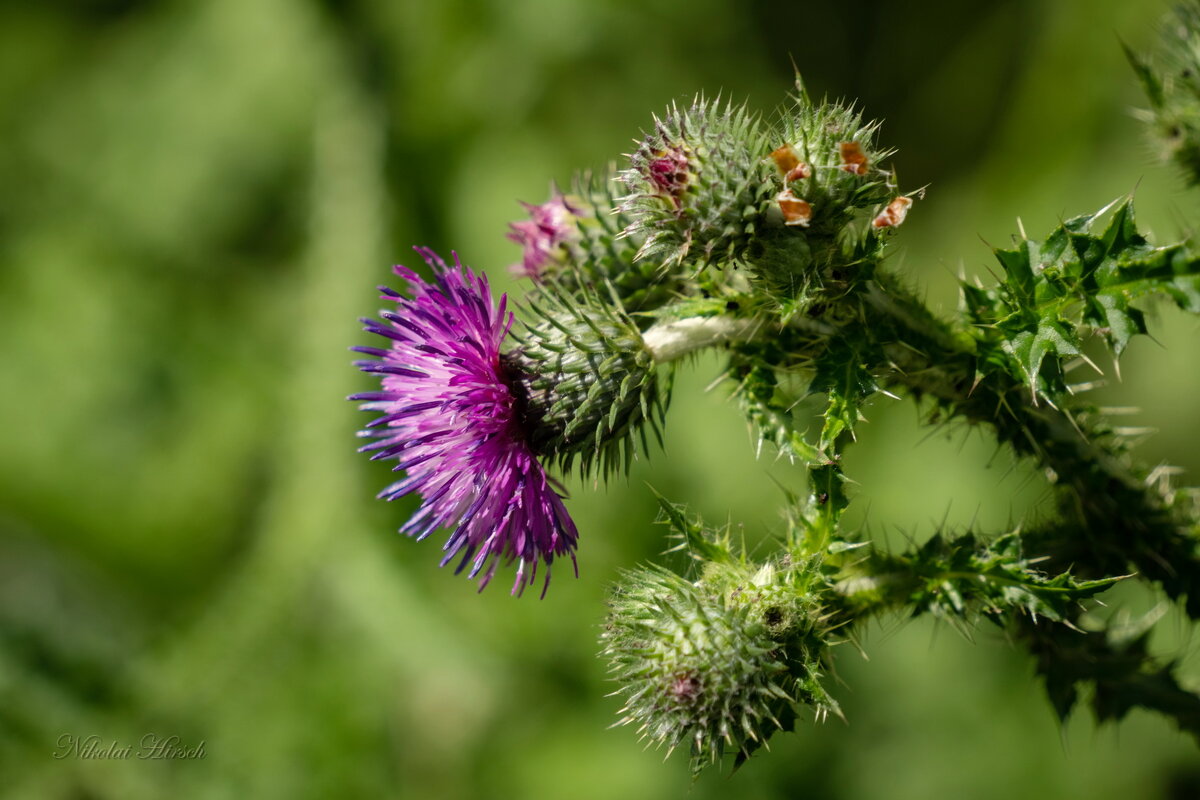 Колючечка... - Николай Гирш