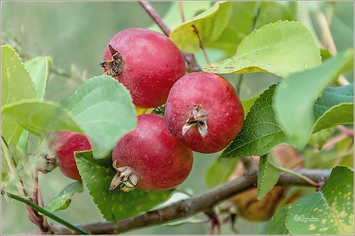 Яблоки... - Aquarius - Сергей Яблоки... - Aquarius - Сергей