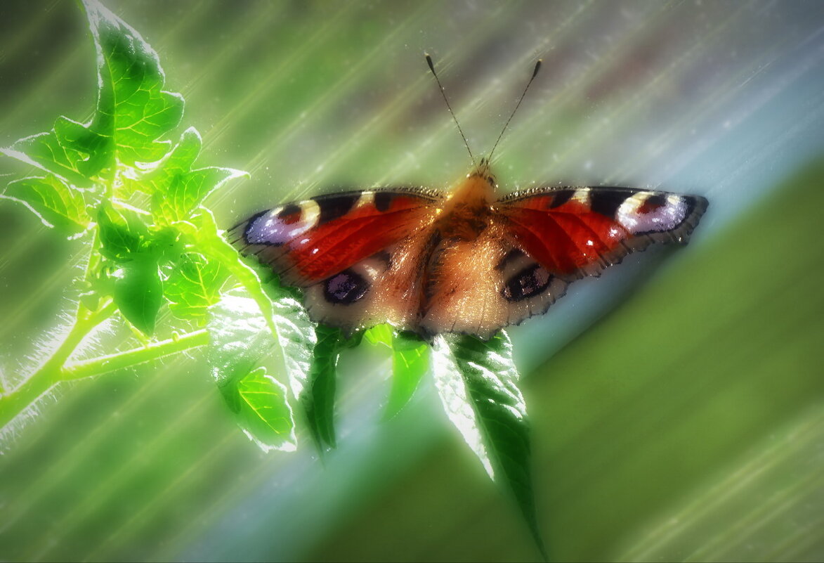 Павлиний глаз ... - Владимир Шошин