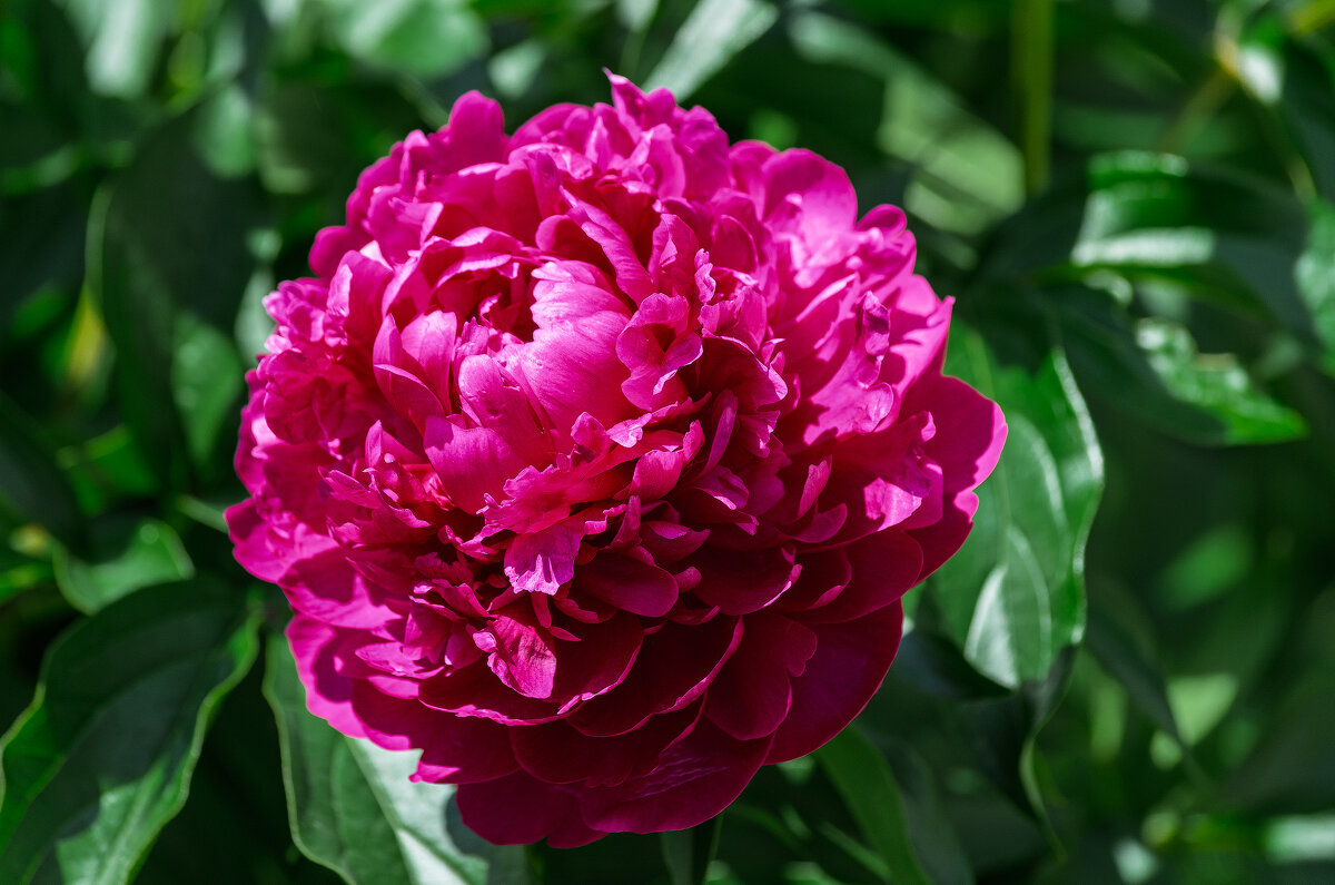 *** - Виктор Иванович Чернюк