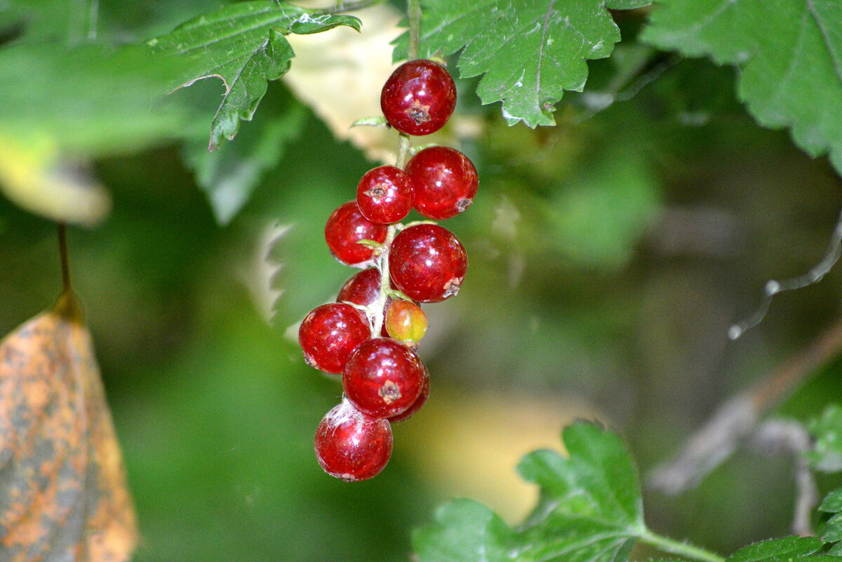 Незнакомка в лесу - Татьяна Лютаева Незнакомка в лесу - Татьяна Лютаева
