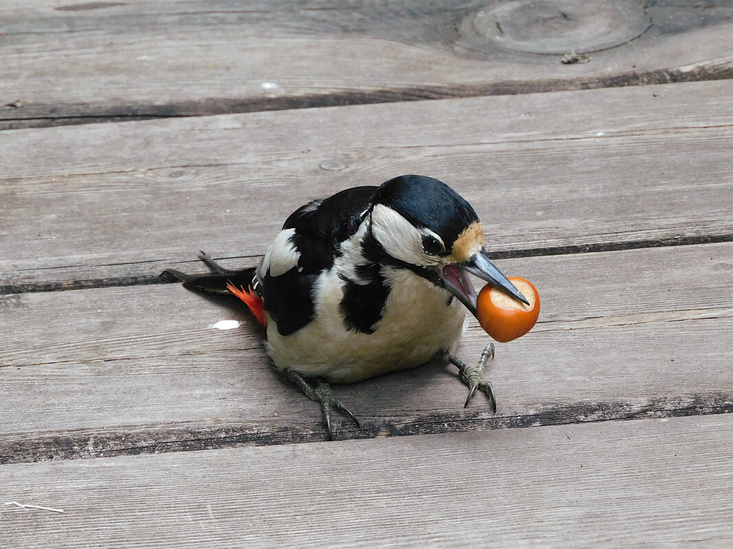 Самка БПД с орехом - Лина 