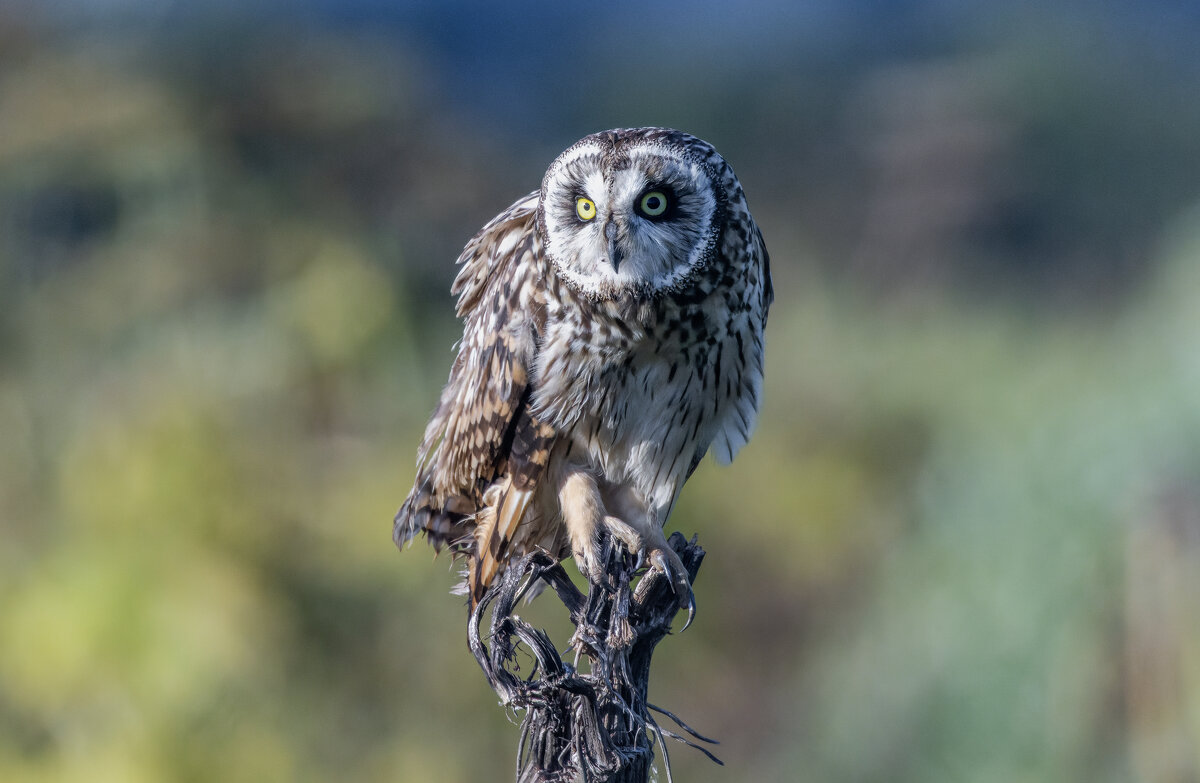 сова болотная - юрий макаров