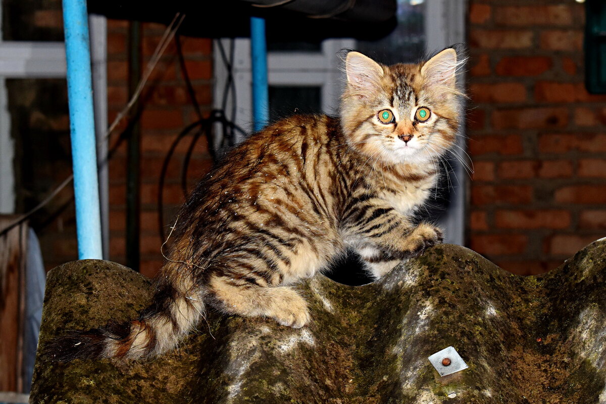 Котёнок и дождь - Константин Штарк