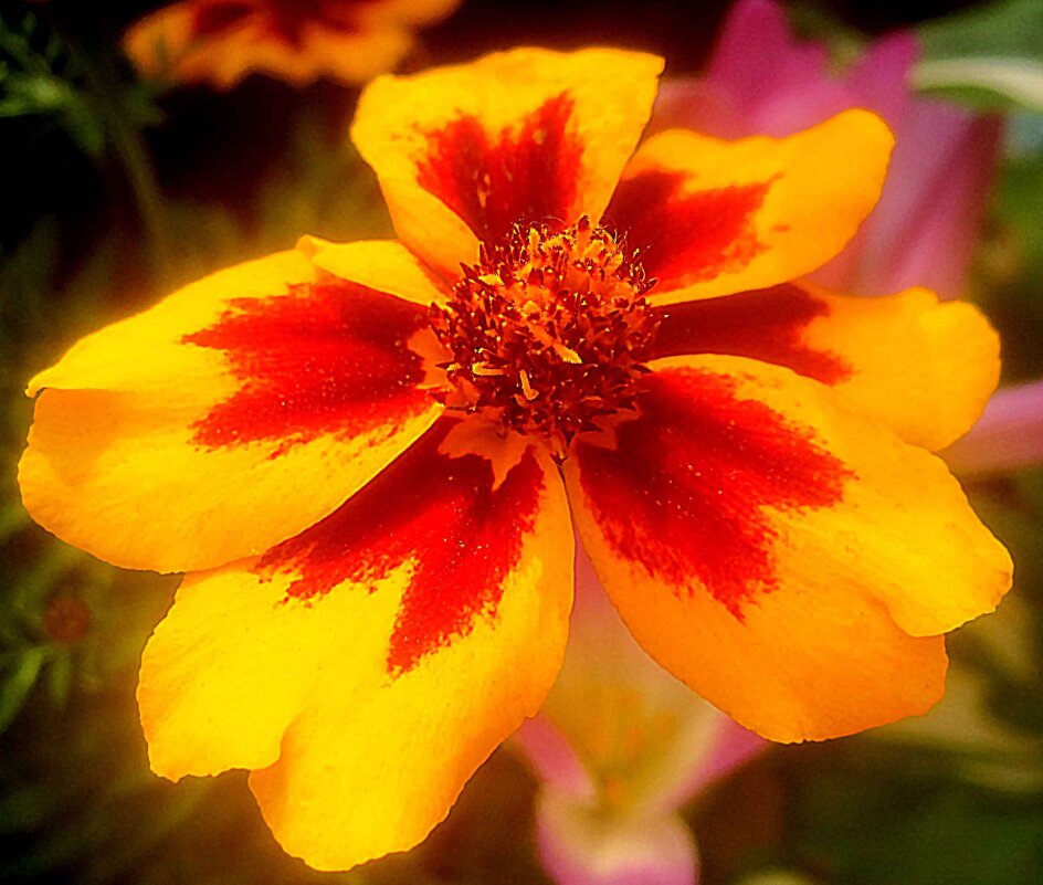 Солнечный - Елена Семигина Солнечный - Елена Семигина