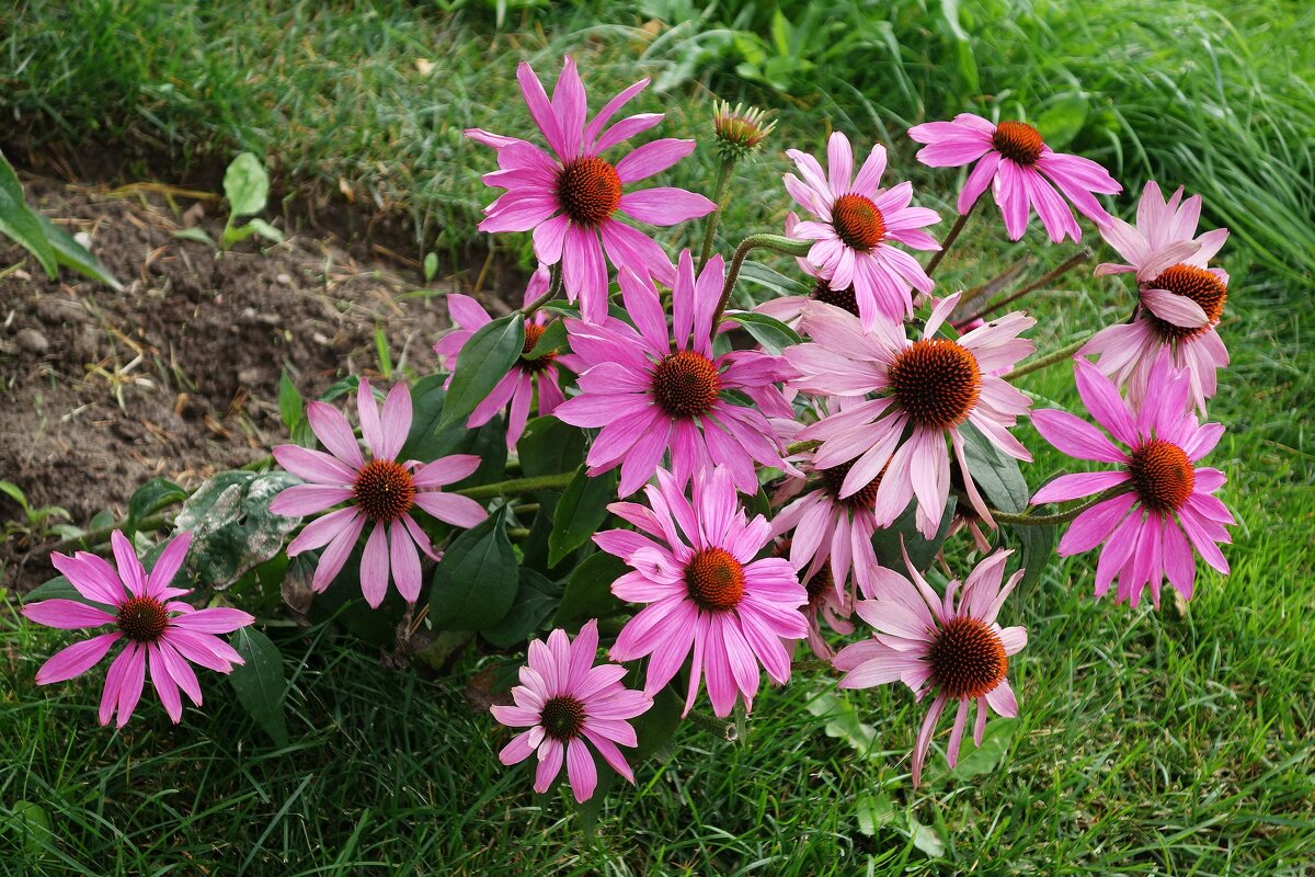 Эхинацея пурпурная - Рита Симонова