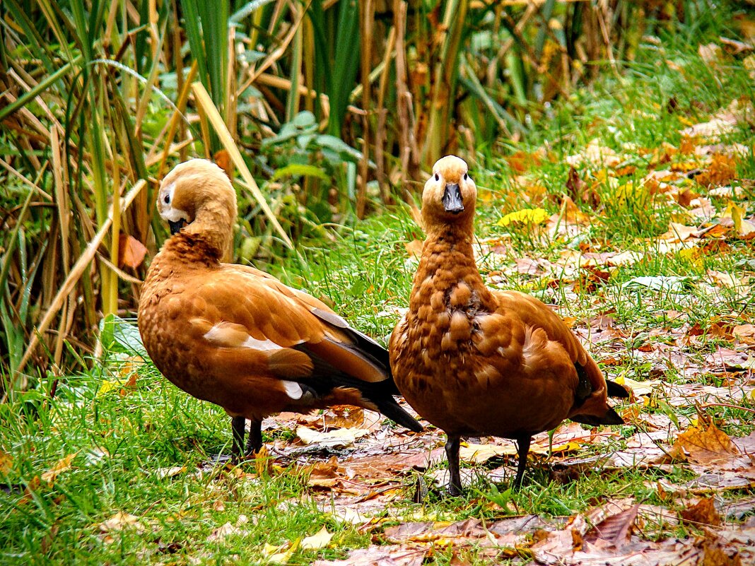 Местные огари,,, - Анатолий Колосов