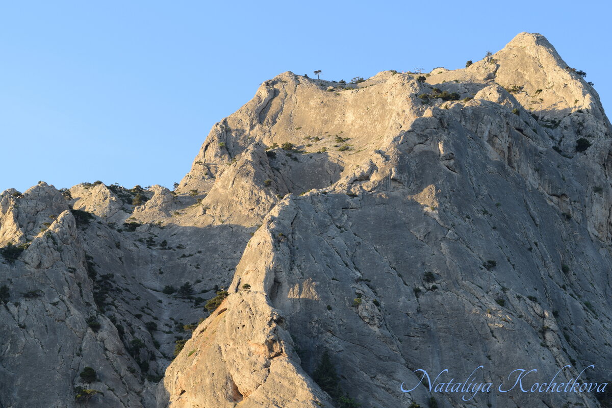 Природа Крыма - Amazing Cosmea Природа Крыма - Amazing Cosmea