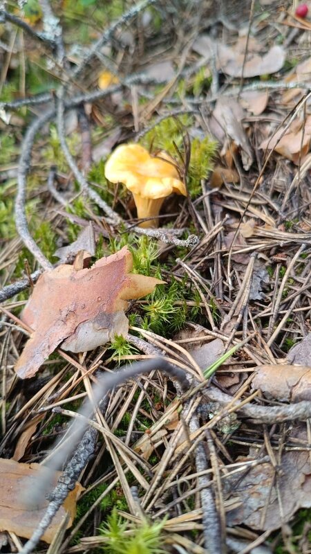 Лисичка - BoxerMak Mak