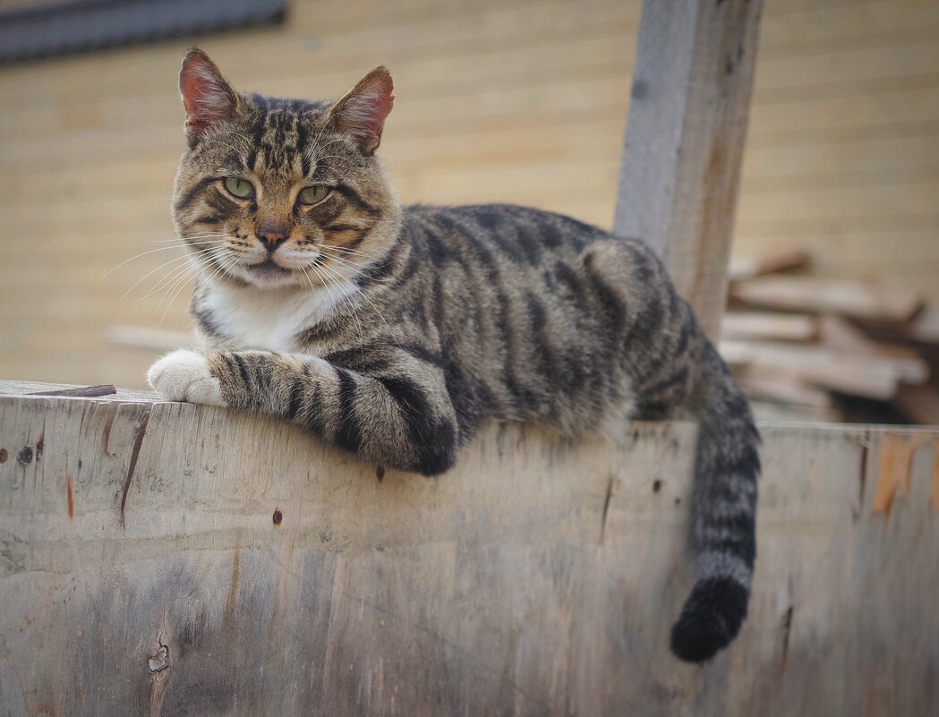 И не думай.... - Магомед .