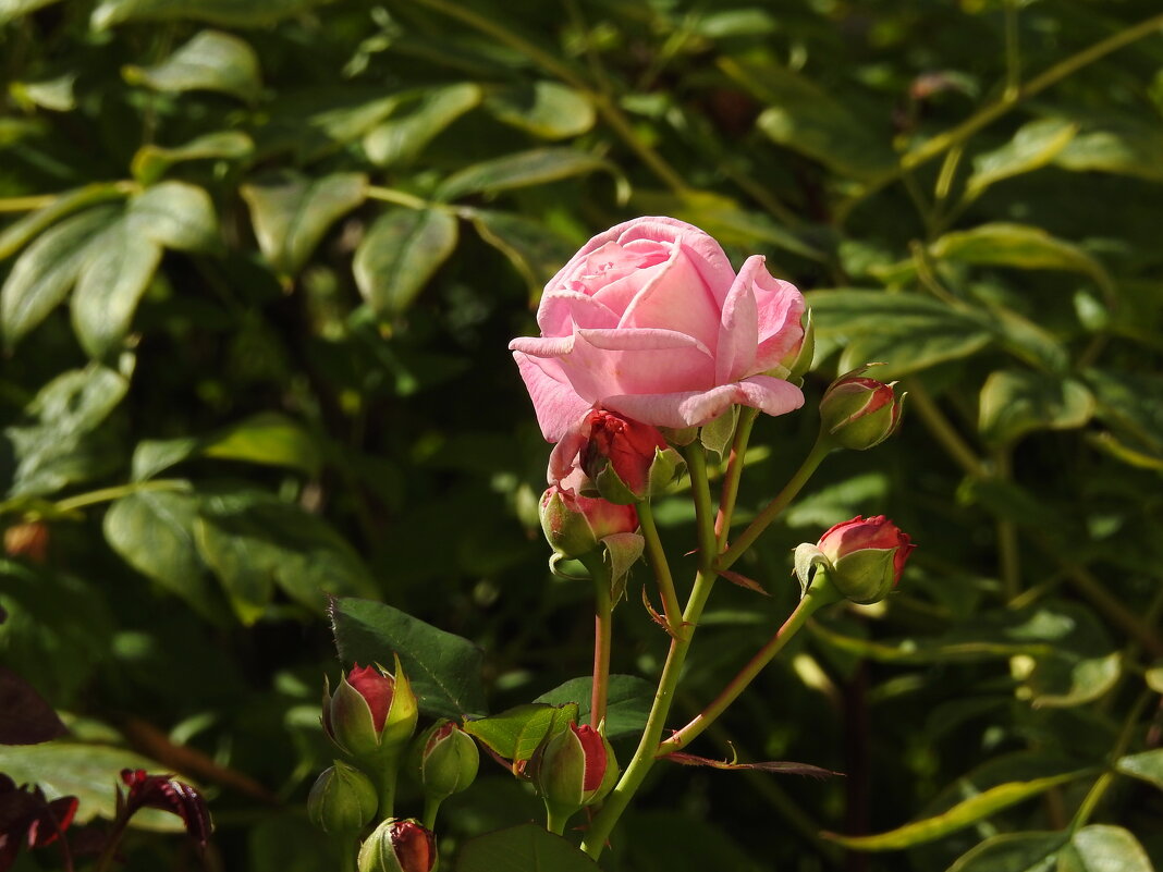 ***** - ИННА ПОРОХОВА