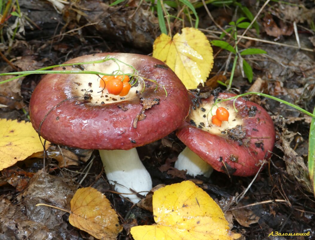 Осенние грибные мотивы... - Андрей Заломленков
