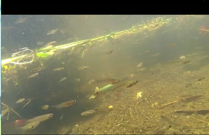 113 (88) - CLOSE WAYS ALL