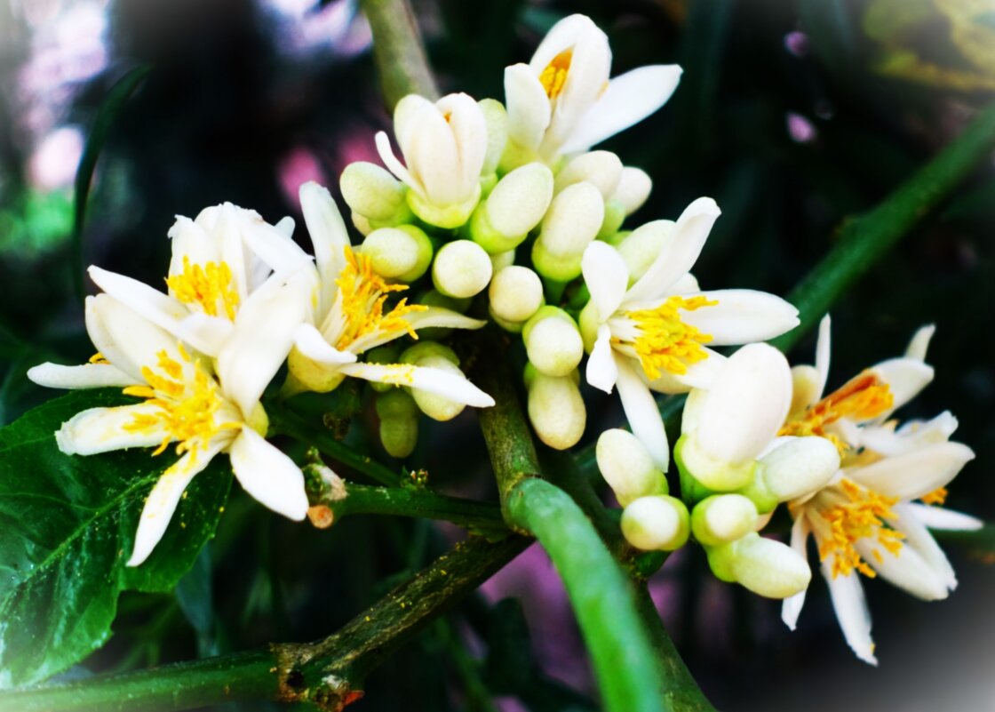 Пышное цветение Цитрона в теплице ботанического сада. - Aida10 