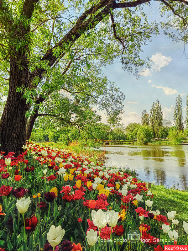 Тюльпановые берега - Игорь Сарапулов
