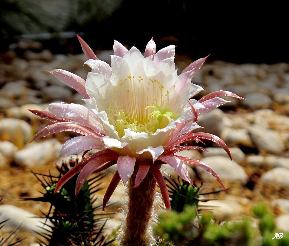 Колючая красота - Аркадий Басович Колючая красота - Аркадий Басович