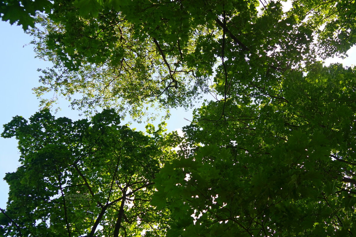 Схождение - Сергей Беляев Схождение - Сергей Беляев