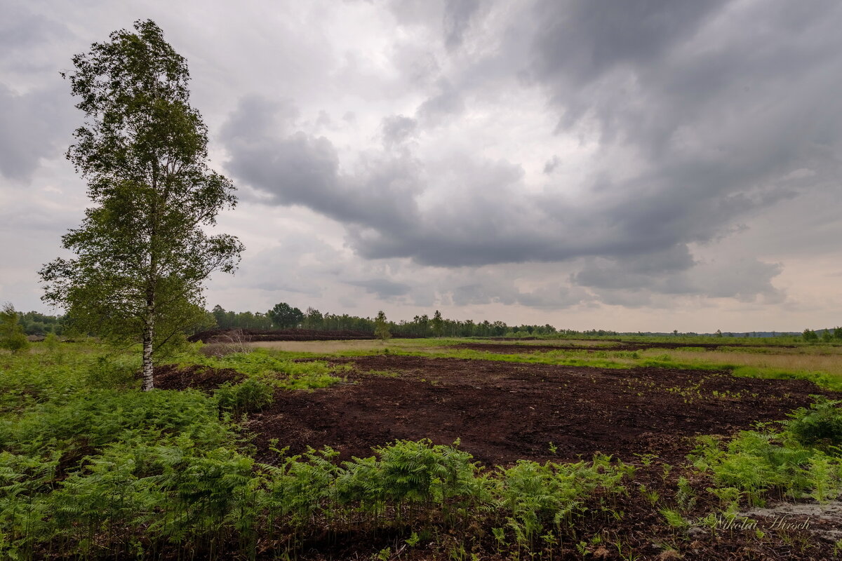 На болоте... - Николай Гирш На болоте... - Николай Гирш
